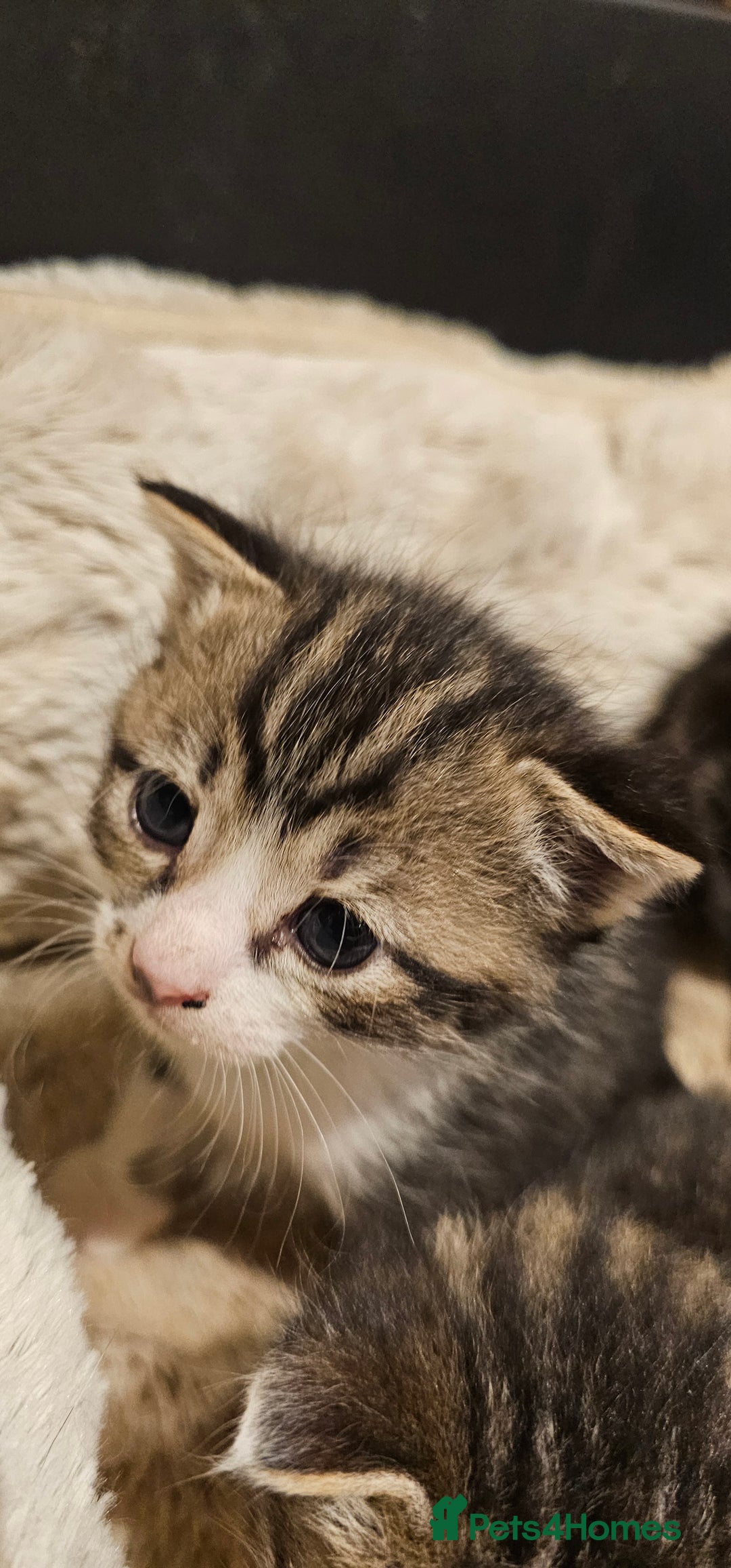 Mixed Breed cats for sale: 4 male kittens remaining, ready 25th October - Image 16