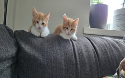 Mixed Breed cats for sale: 7 beautiful babies, 2 black/white are polydactyl  - Image 12