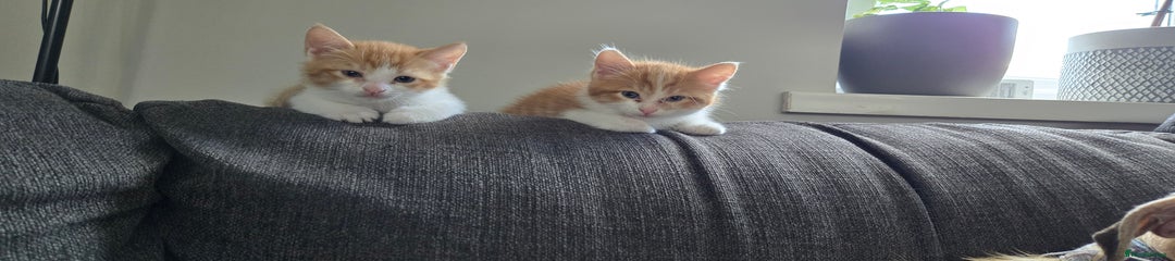 Ginger and white boy