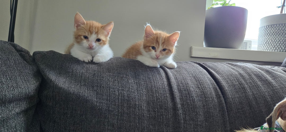 Mixed Breed cats for sale: 7 beautiful babies, 2 black/white are polydactyl  - Image 12