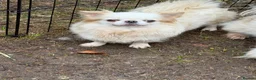 Chihuahua dogs for sale: Kc white/cream long hair female chihuahua  - Advert 3