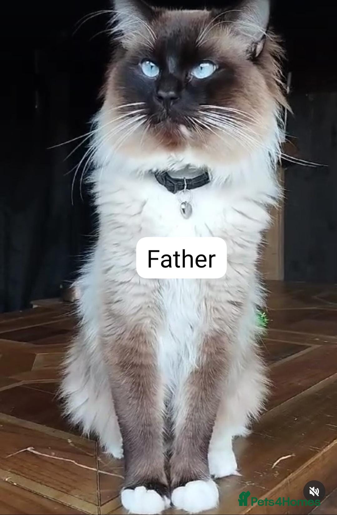 Ragdoll cats for sale: Beautiful Purebred Ragdoll Kittens  - Advert 4