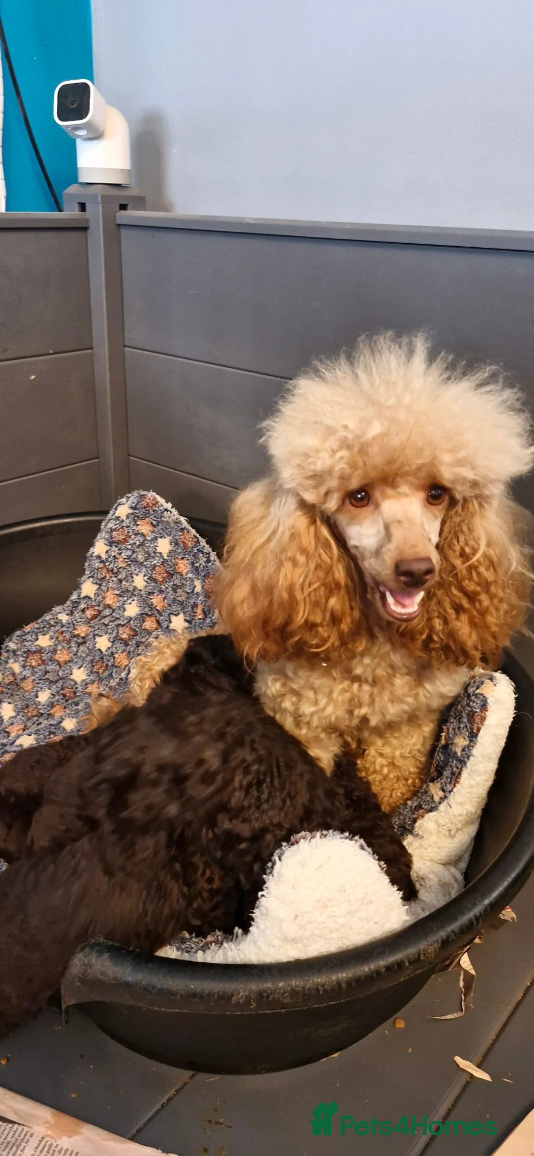 Toy Poodle dogs for sale: KC REG CHOCOLATE TOY POODLE PUPPYS  - Advert 2
