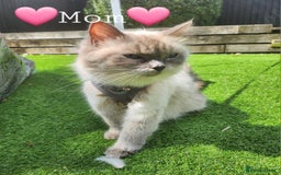 Ragdoll cats for sale: 💫 Blue Point Ragdoll Kittens 💫 - Image 14