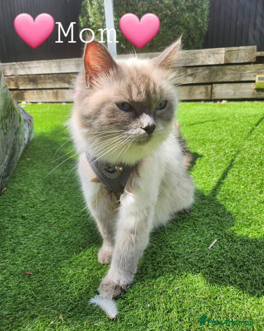 Ragdoll cats for sale: 💫 Blue Point Ragdoll Kittens 💫 - Image 14