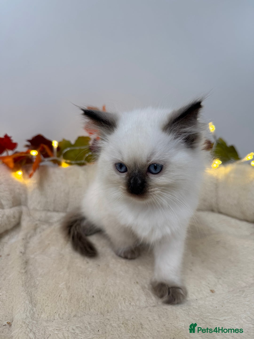 Ragdoll cats for sale: Adorable Ragdoll Kittens - GCCF registered - Image 15