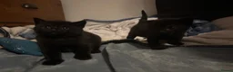 Mixed Breed cats for sale: two full black beautiful babies for sale  - Advert 2