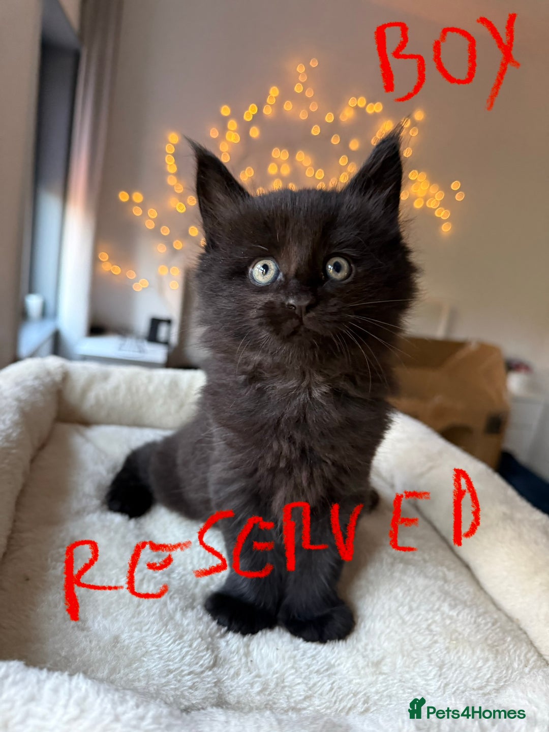 Maine Coon cats for sale: Beautiful Maine Coon Kittens – Ready mid January - Advert 12