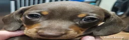 Miniature Dachshund dogs for sale: Beautiful miniture daschund puppies. in Redcar - Advert 25