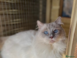 Ragdoll cats GCCF lilac ragdoll male for Stud - Advert 14