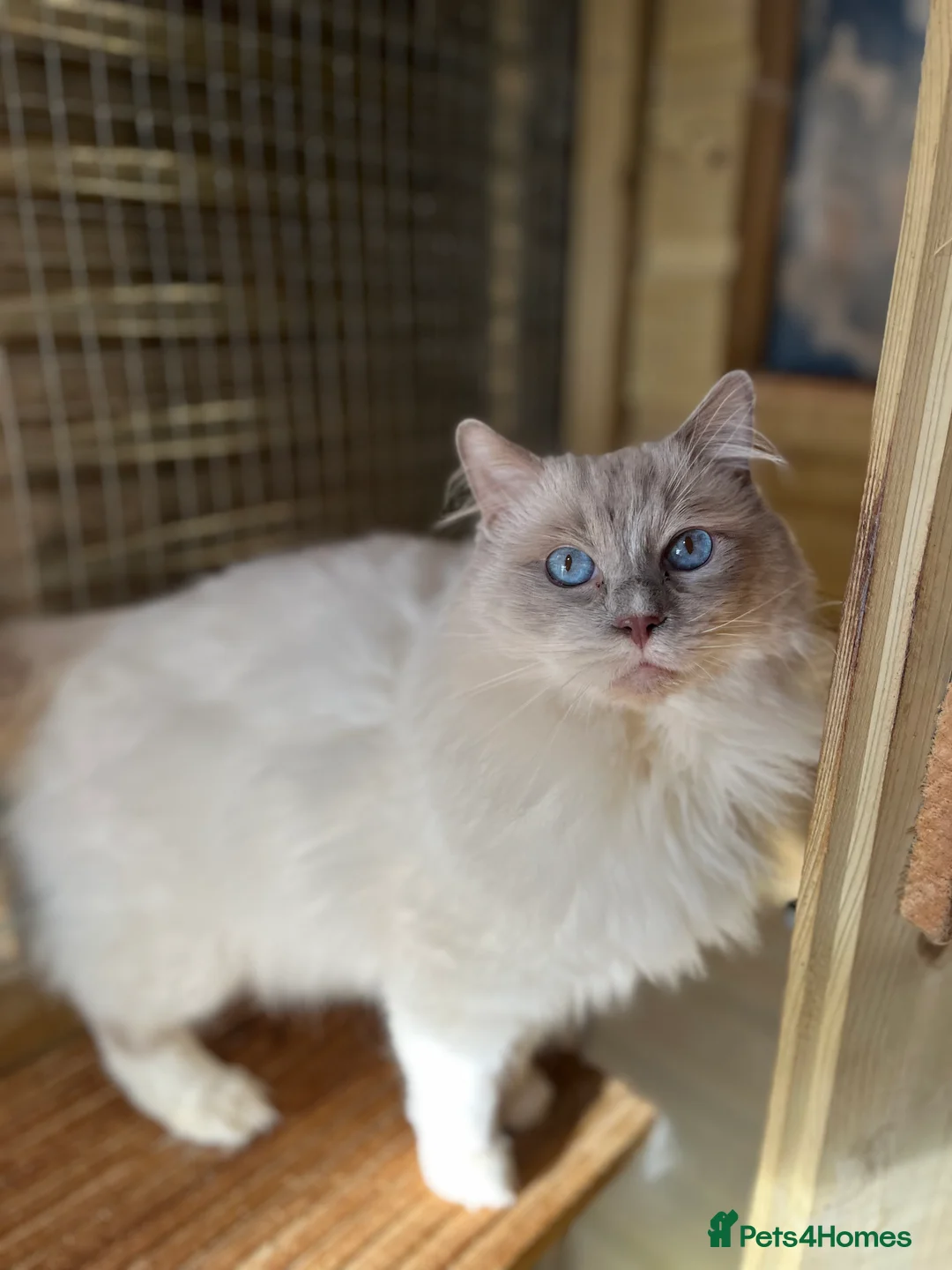 Ragdoll cats for stud: GCCF lilac ragdoll male for Stud  - Advert 1