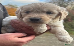 Golden Retriever dogs for sale: Beautiful Chunky Goldie’s  - Image 3