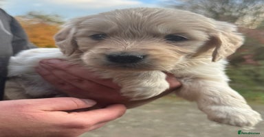 Golden Retriever dogs - Advert 7