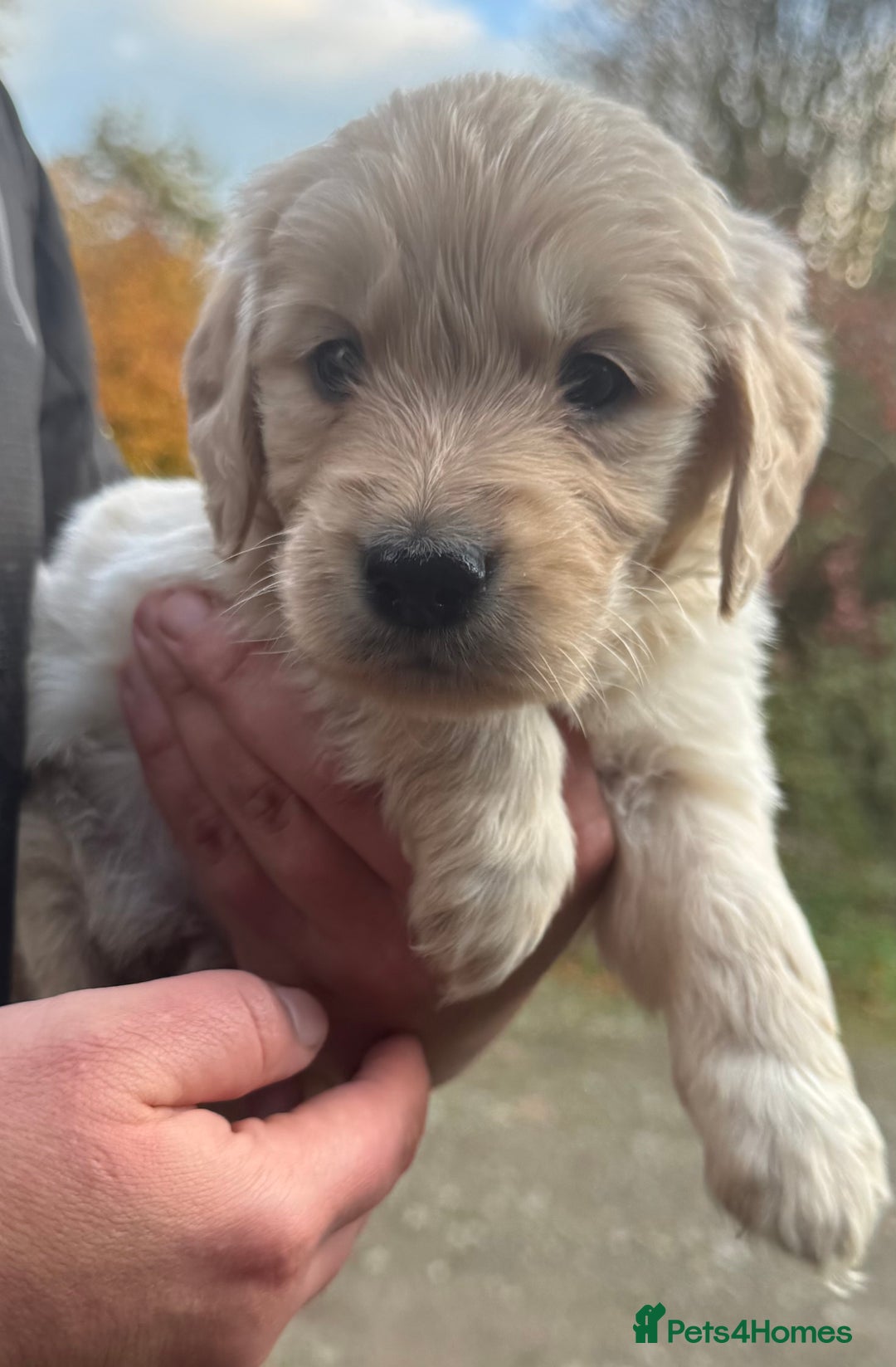 Golden Retriever dogs for sale: Beautiful Chunky Goldie’s  - Image 3