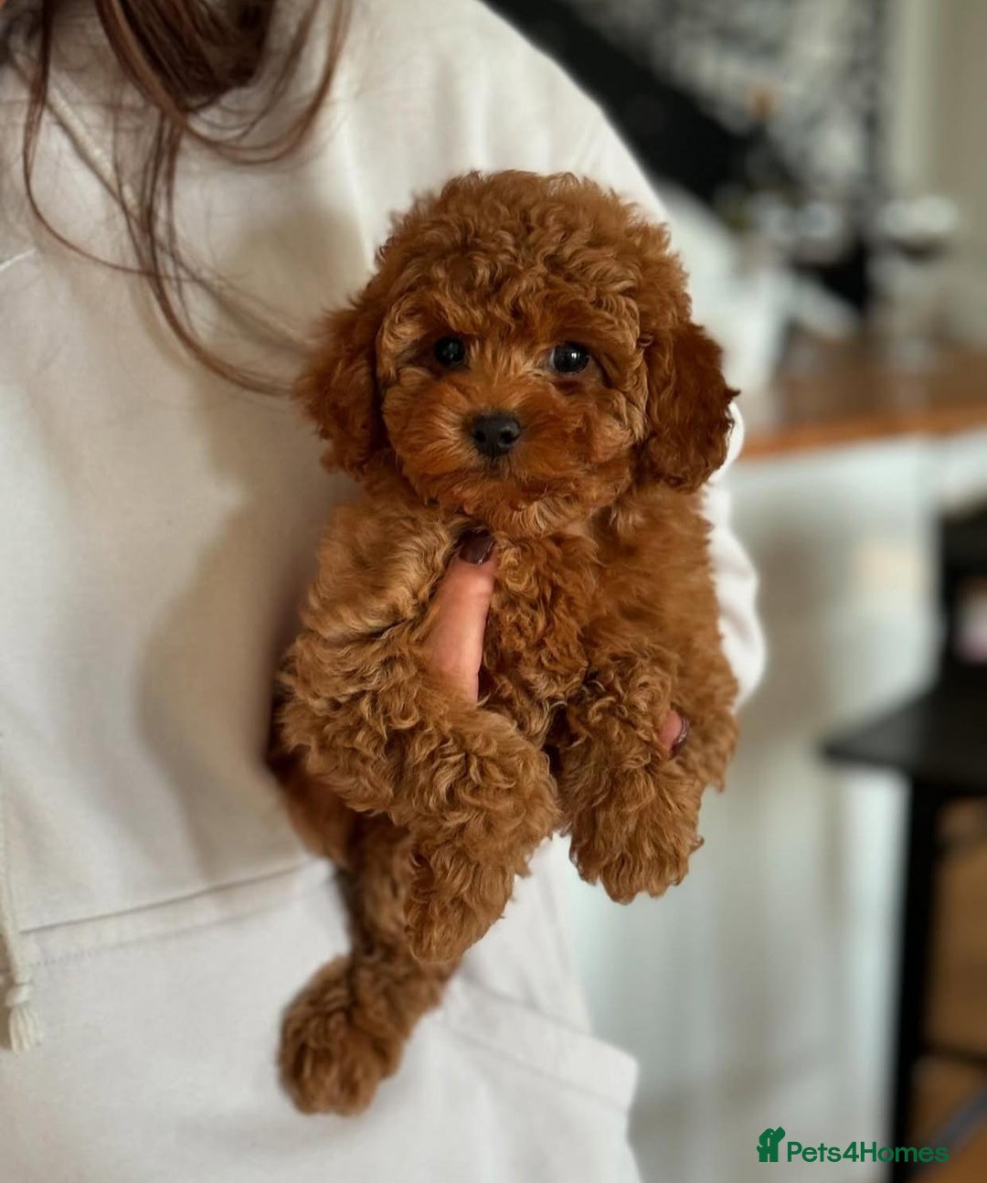 Maltipoo dogs for sale: Gorgeous Toy Maltipoo Puppies! - Image 2