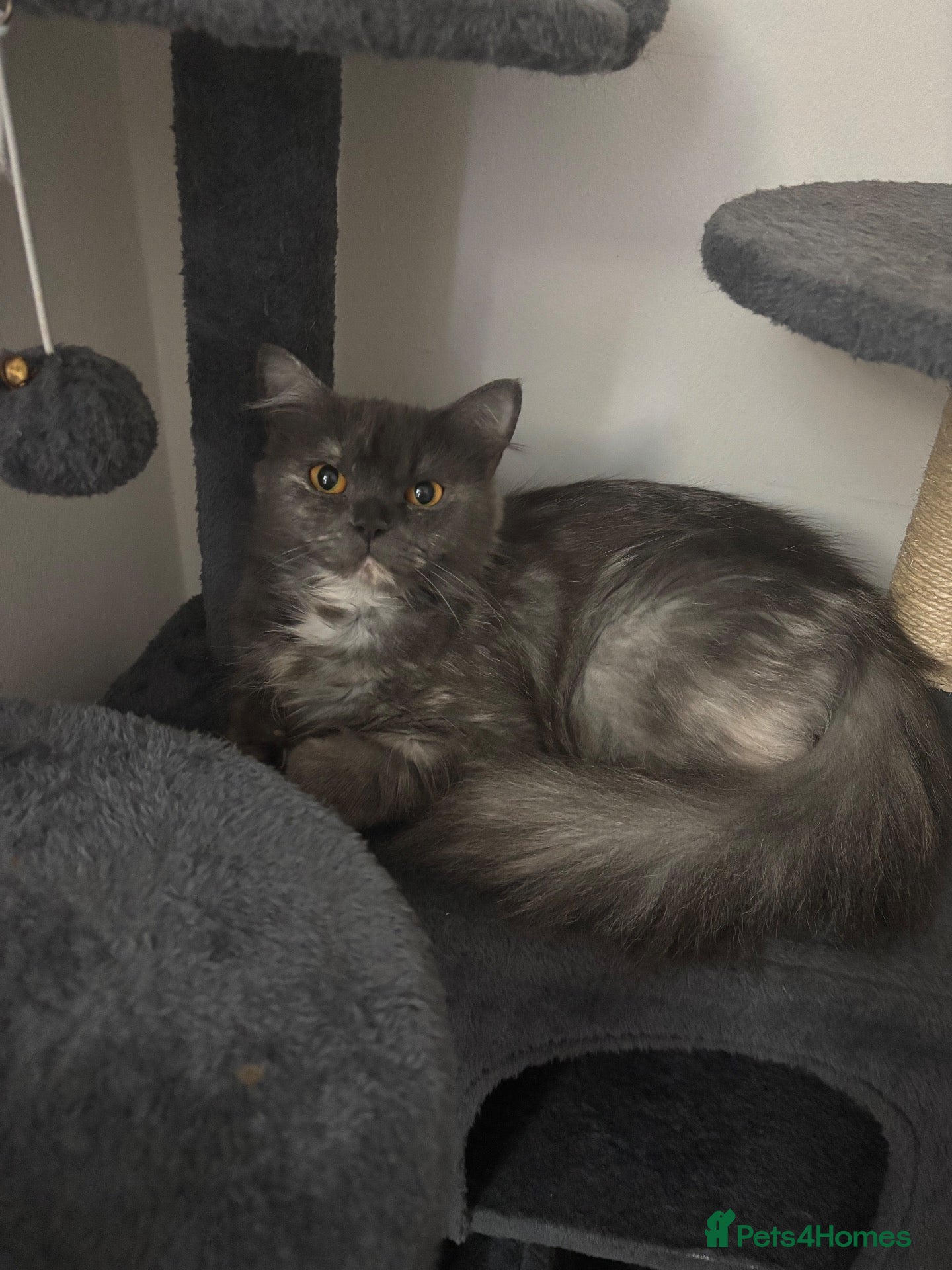 Persian cats Persian Kittens – 1 Male & 4 Females - Advert 1