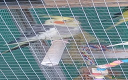 Cockatiels birds for sale: 3 cocketiels for sale - Image 20
