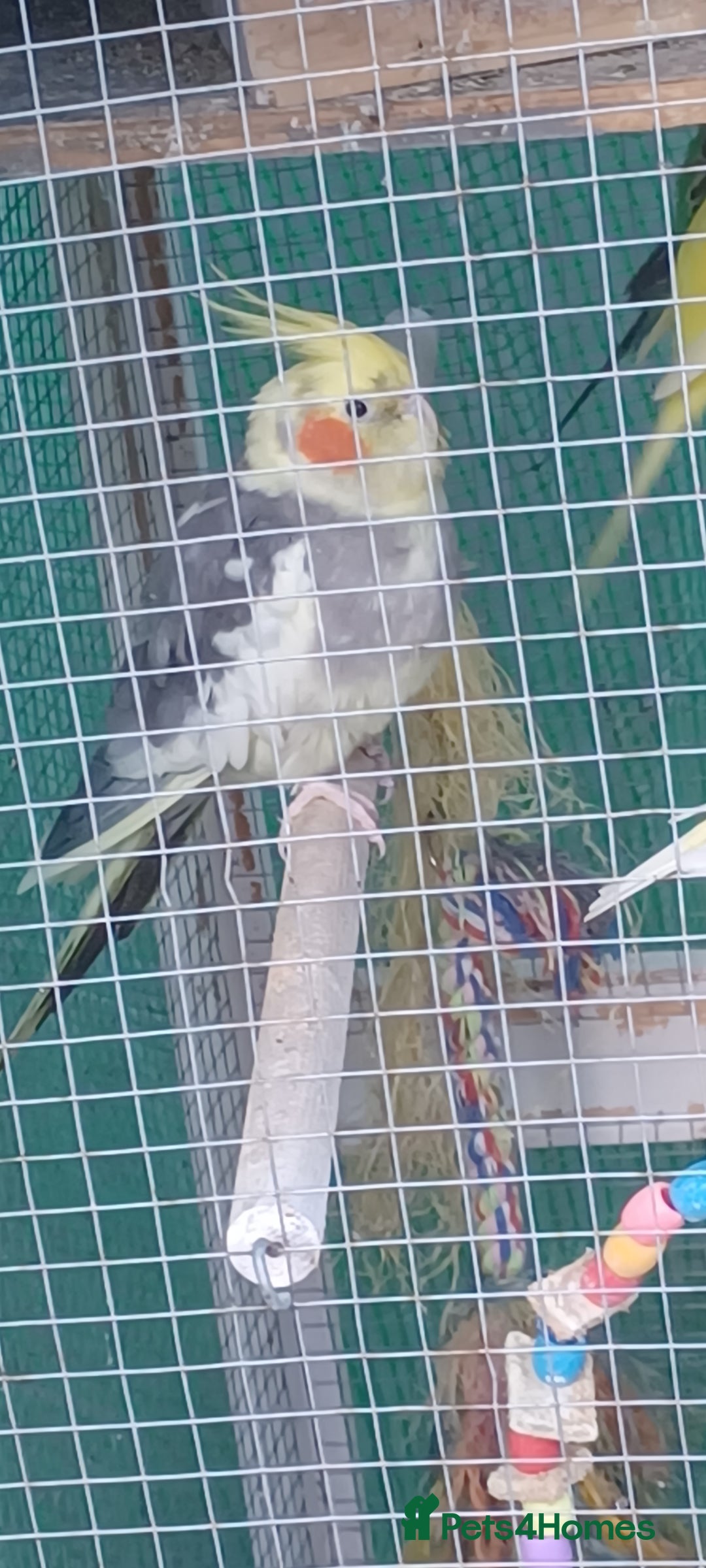 Cockatiels birds for sale: 3 cocketiels for sale - Image 20