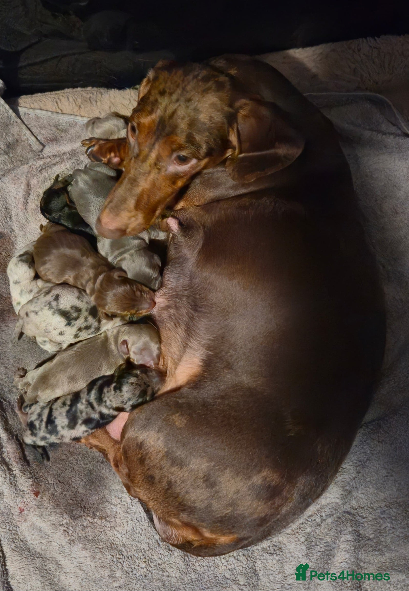 Miniature Dachshund dogs 9 KC registered miniature dachshunds  - Advert 5