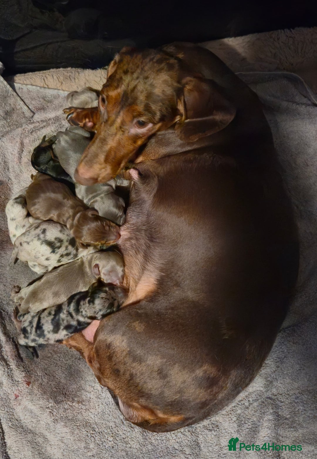 Miniature Dachshund dogs for sale: 9 KC registered miniature dachshunds  - Advert 1