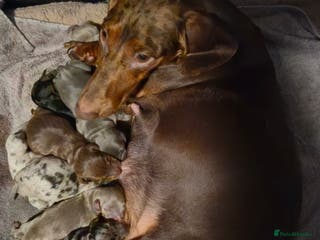 Miniature Dachshund dogs 9 KC registered miniature dachshunds - Advert 5