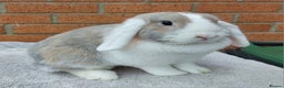 Mini Lop rabbits for sale: ☆Mini Lop Babies & Two Adult Does☆ - Advert 9