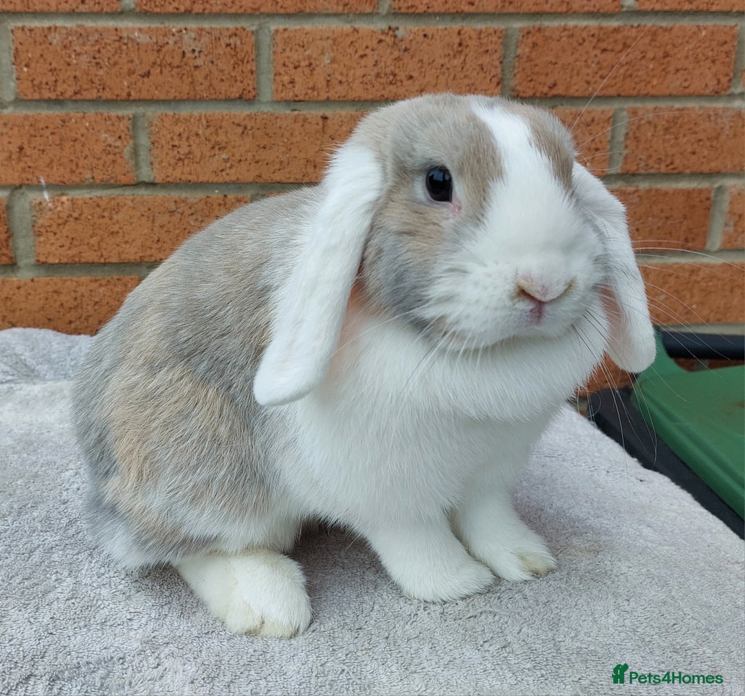 Mini Lop rabbits for sale: ☆Mini Lop Babies & Two Adult Does☆ - Advert 9