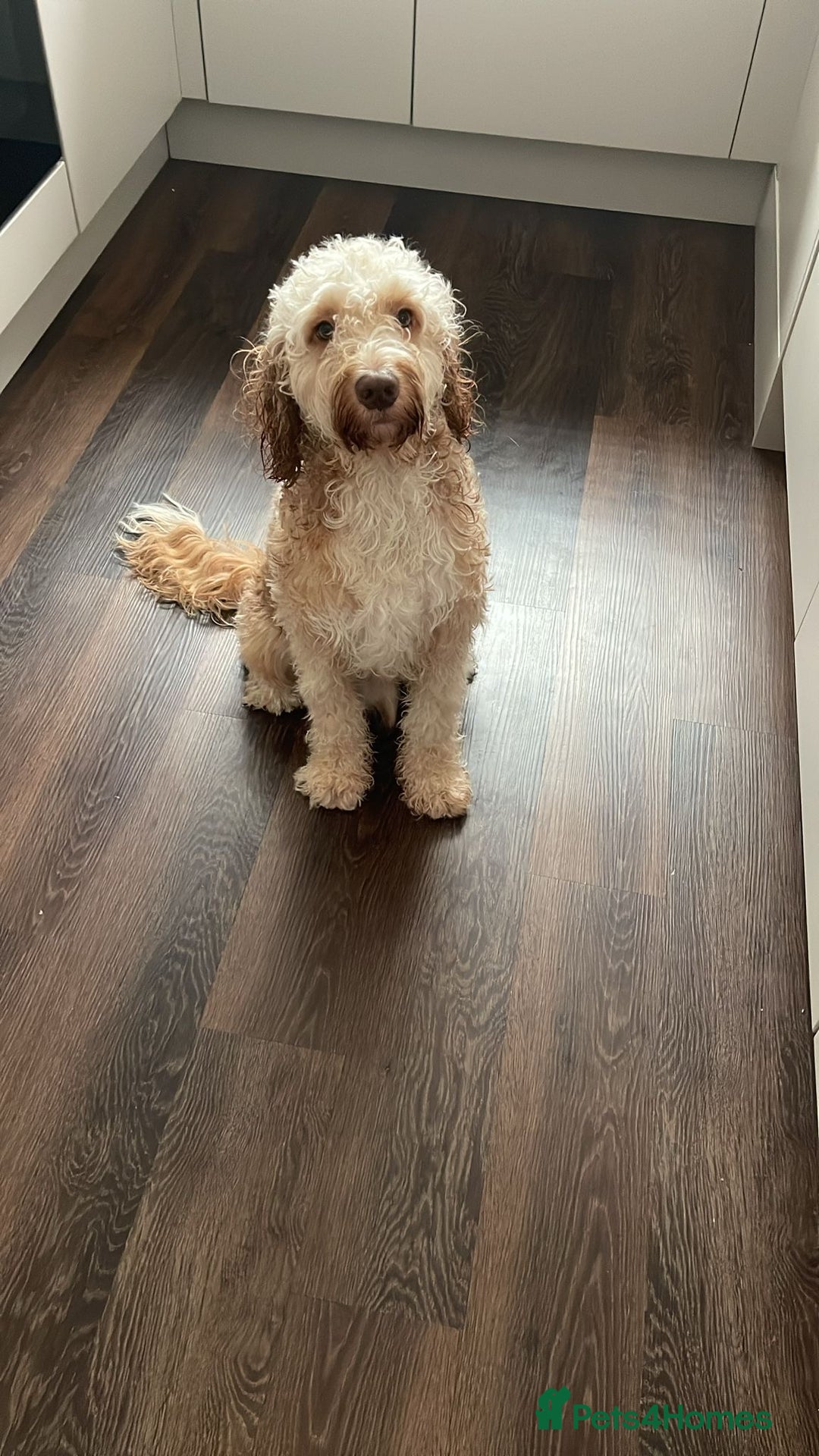 Cockapoo dogs for stud: 🐾 Cockapoo Stud Available – Healthy & Friendly🐾 - Advert 2