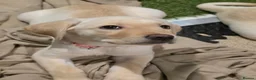 Labrador Retriever dogs for sale: Ready to leave labrador puppies 2girl 3male left  - Advert 23
