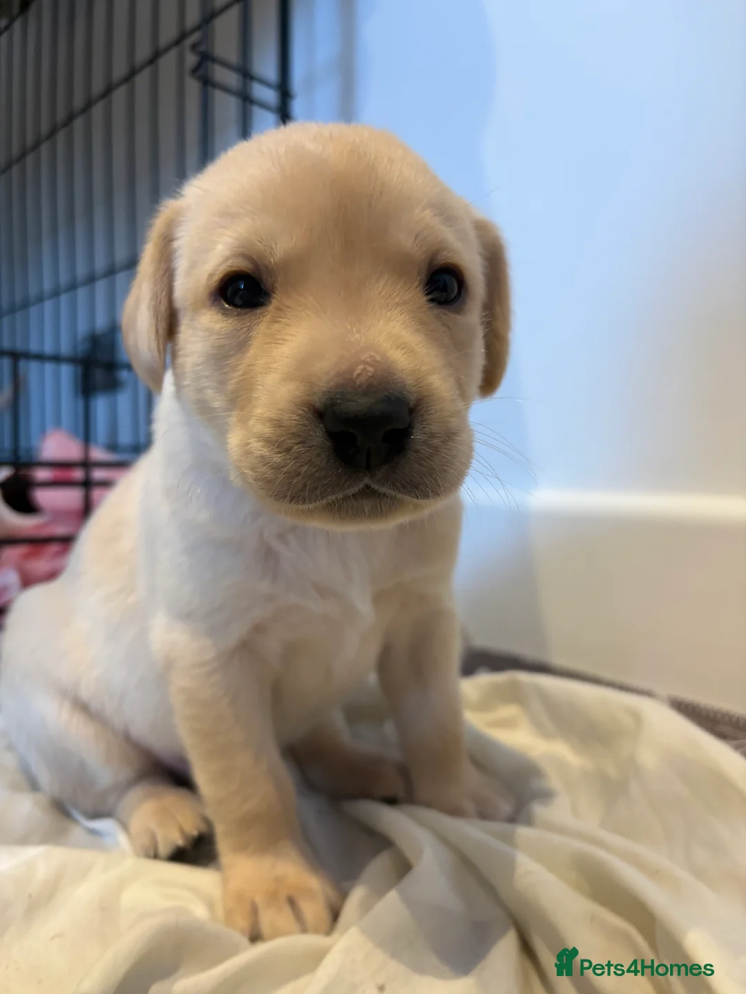Labrador Retriever dogs for sale: Labrador Retriever Puppies 🐶  - Advert 35
