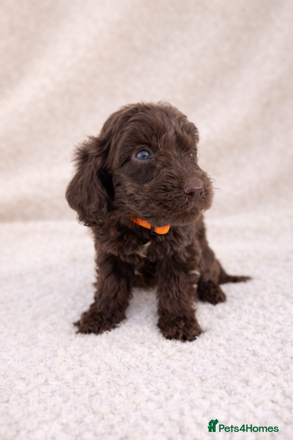 Cockapoo dogs 🐶 Beautiful Chocolate Cockapoo Puppies  - Advert 9