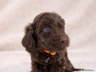 Cockapoo dogs 🐶 Beautiful Chocolate Cockapoo Puppies - Advert 9