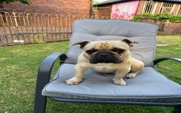 French Bulldog dogs for sale: 4 BEAUTIFUL french bulldog puppies from KC parents - Image 10