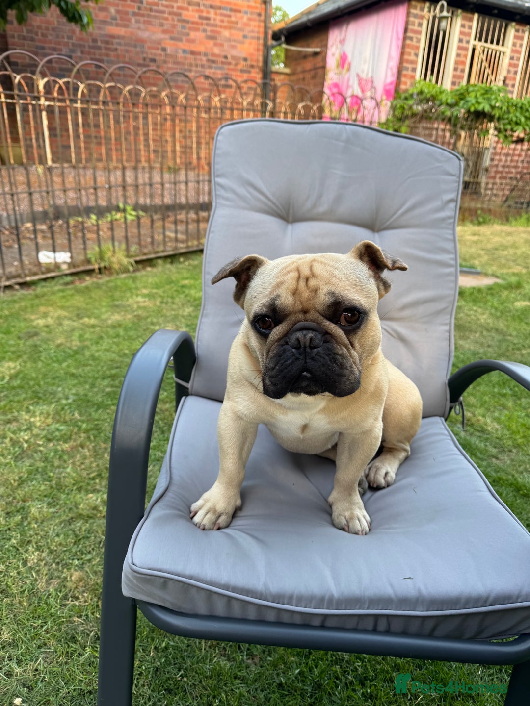 French Bulldog dogs for sale: 4 BEAUTIFUL french bulldog puppies from KC parents - Image 10