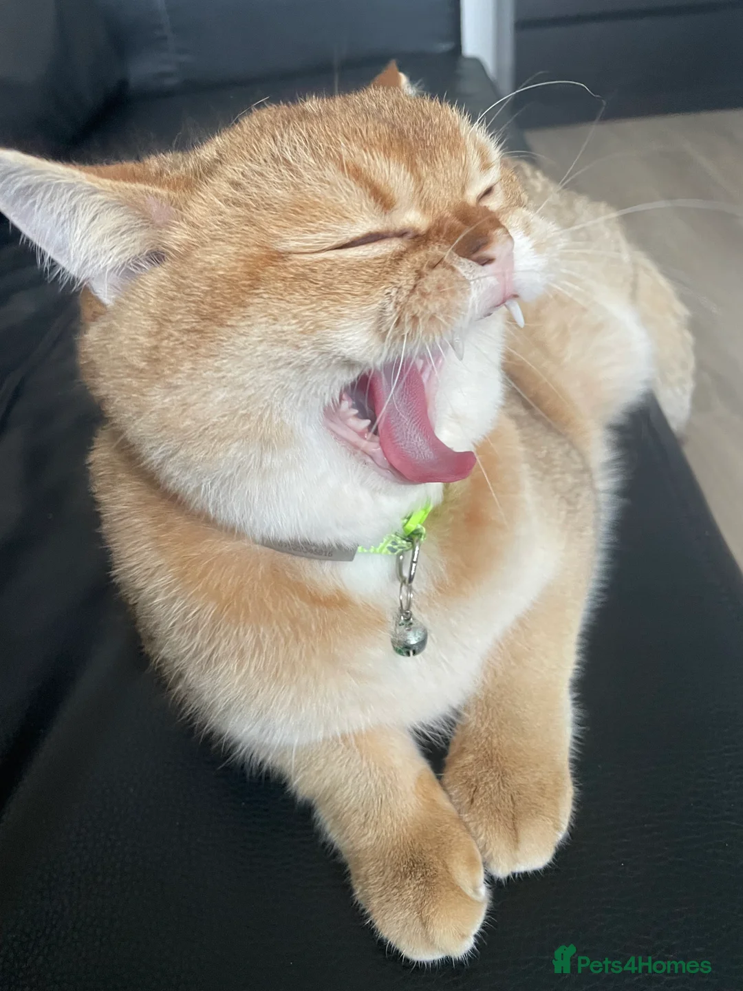 Scottish Fold cats for stud: Scottish Straight Male Stud – “Poopsie”  - Advert 7