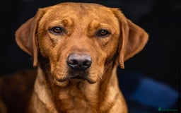 Labrador Retriever dogs for sale: KC Registered Fox Red Labrador Puppies - Image 9