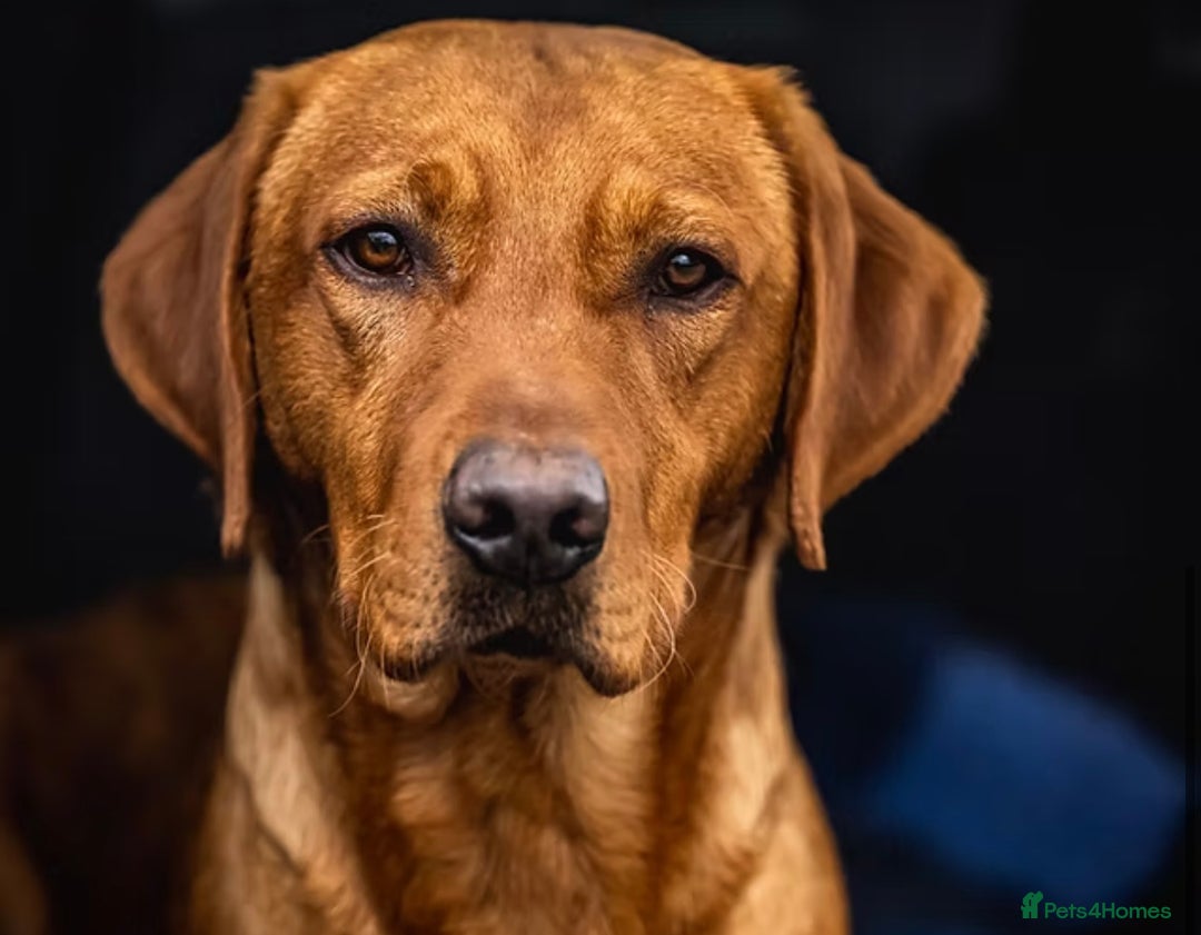 Labrador Retriever dogs for sale: KC Registered Fox Red Labrador Puppies - Image 9