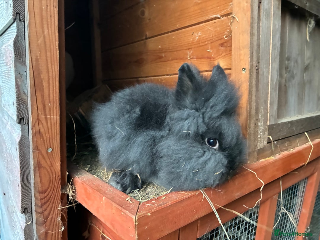 Lionhead rabbits for sale: Last 2 lionhead baby boys - Advert 3
