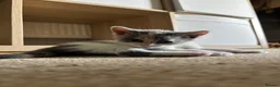 British Shorthair cats for sale: Adorable Kittens Looking for Loving Homes - Advert 8
