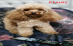 Toy Poodle dogs for sale: Pedigree Toy poodle puppies ready this weekend - Image 23