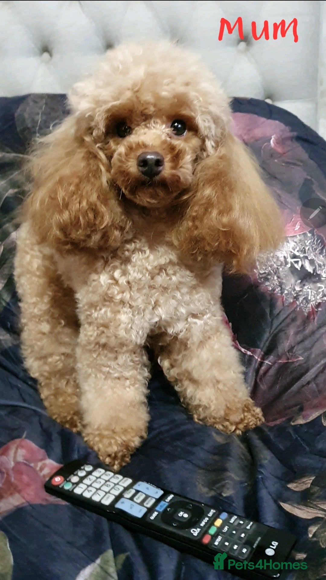 Toy Poodle dogs for sale: Pedigree Toy poodle puppies ready this weekend - Image 23