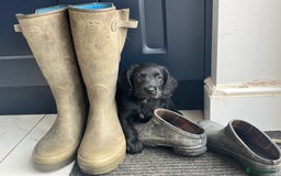 Mixed Breed dogs for sale: * Spangold Retrievers 2 beautiful boys left * - Image 9
