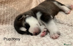 Utonagan dogs for sale: Siberian husky x malamute puppies - Image 15