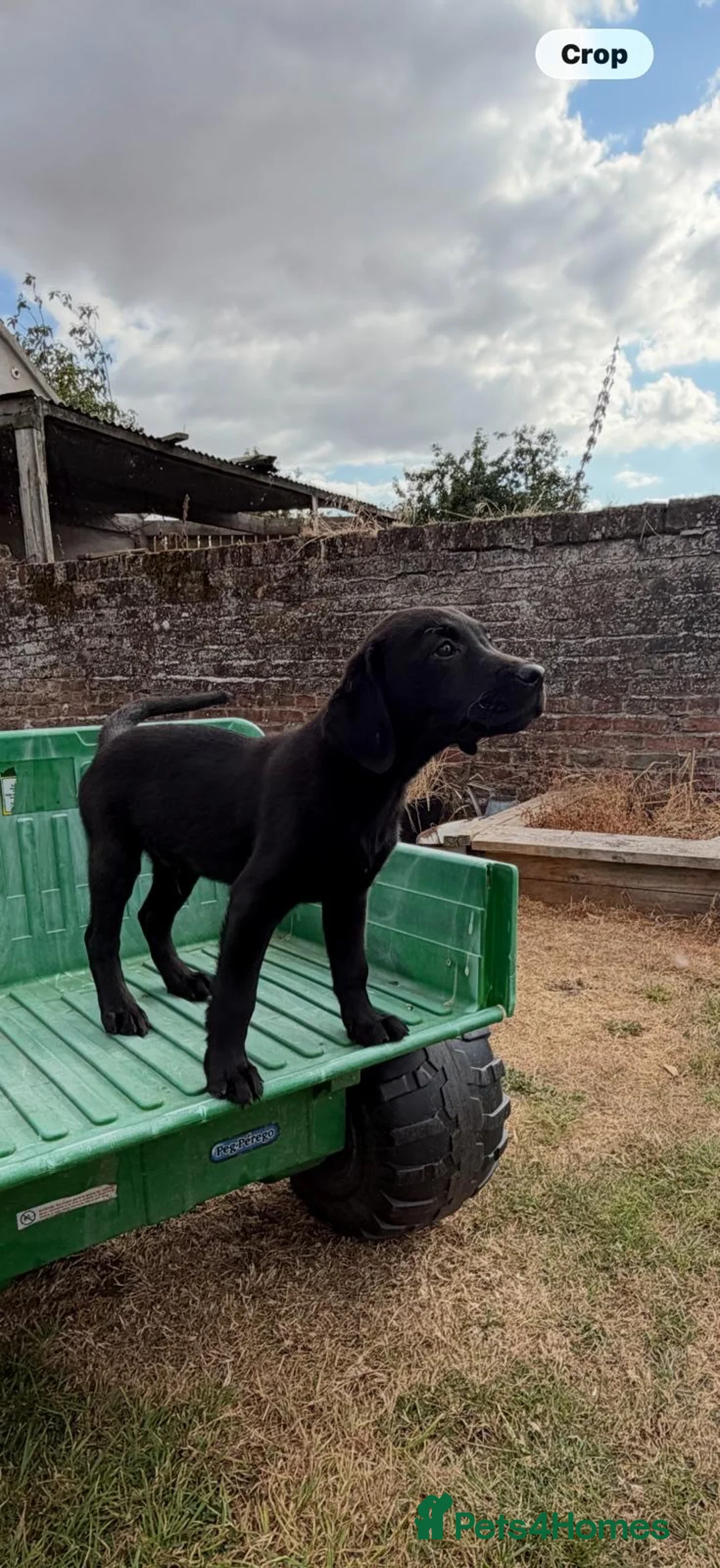 Labrador Retriever dogs for sale: FINAL KC registered black Labrador puppy (dog) - Advert 16
