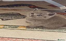 British Shorthair cats for sale: Gorgeous Kittens Ready to Find Their Forever Homes - Image 11
