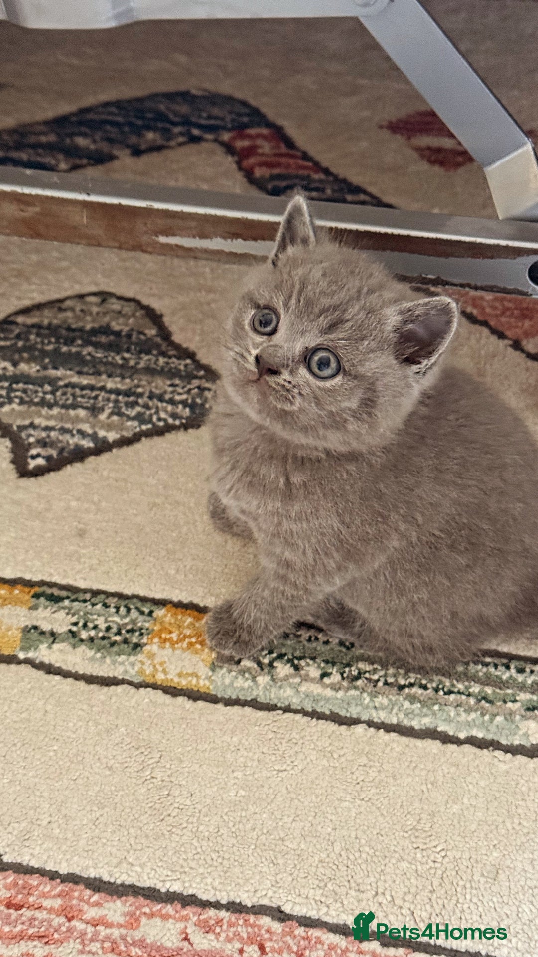 British Shorthair cats for sale: Gorgeous Kittens Ready to Find Their Forever Homes - Image 11