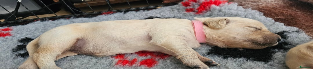 Golden Retriever Puppy 5