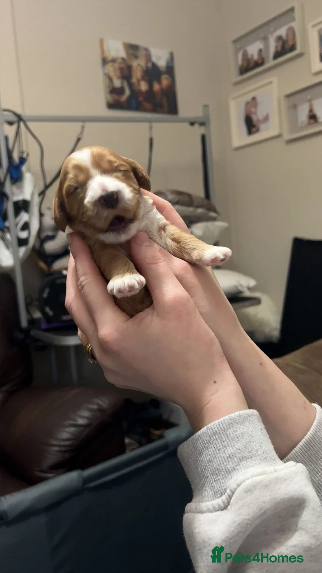 Cockapoo dogs for sale: Beautiful cockapoo puppies - Advert 10