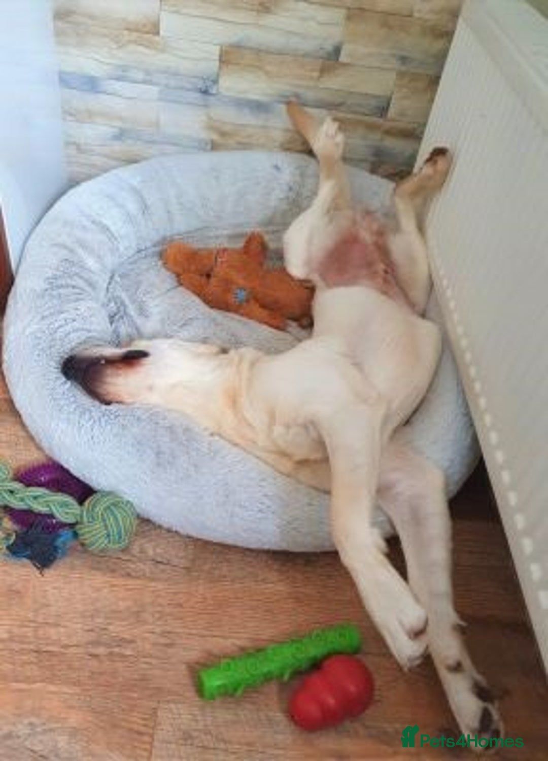 Labrador Retriever dogs for sale: Gorgeous labrador retriever girl - Advert 3