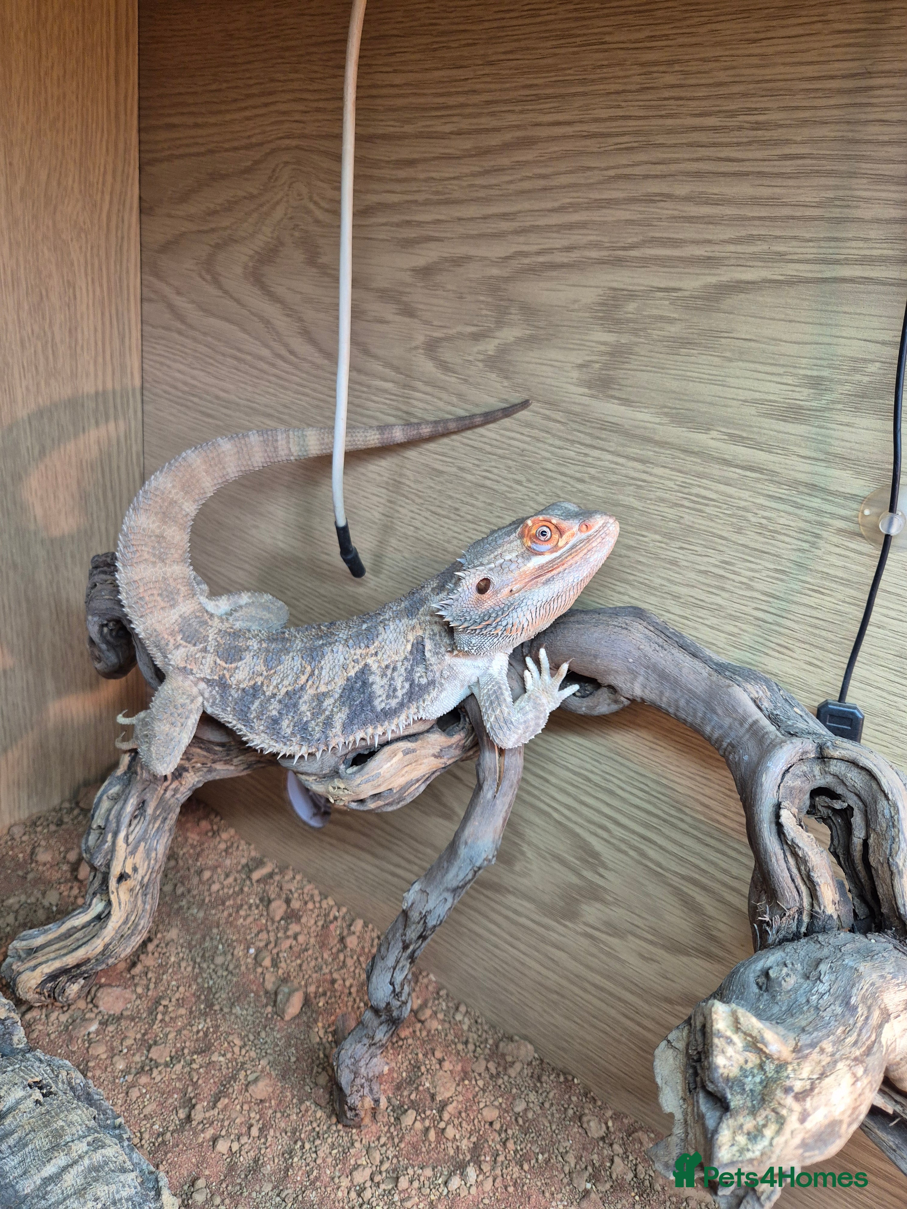 Bearded Dragon reptiles 3 Yr old male bearded dragon and full set up - Advert 3